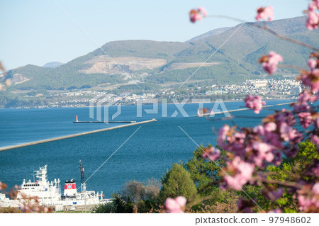 Hokkaido Otaru Port and cherry blossom scenery 97948602