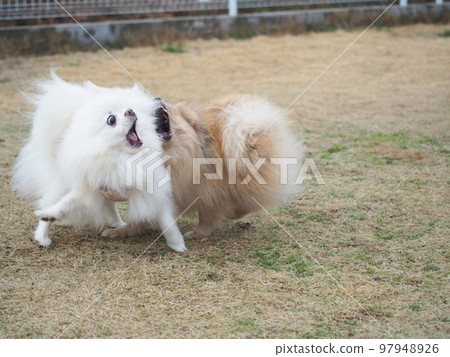 The dogs are touching each other and playing 97948926