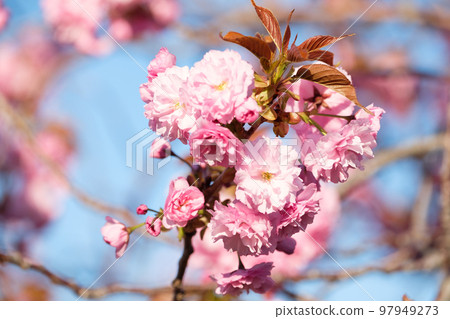 Cherry blossoms in full bloom in Otaru, Hokkaido Cherry blossoms in full bloom in Otaru, Hokkaido 97949273