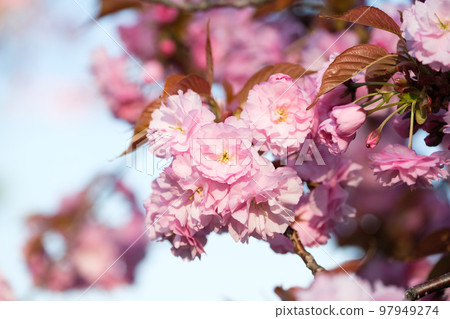北海道小樽盛開的櫻花 97949274