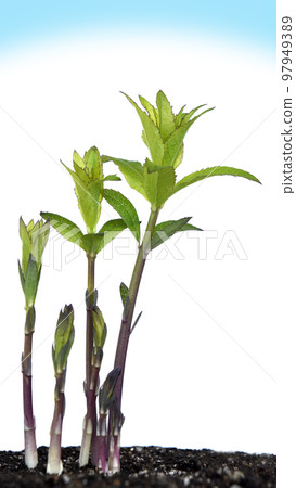 War and Peace Image (fix photography) 97949389