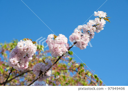 北海道小樽盛開的櫻花 97949406