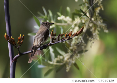 Spotted Flycatcher, Muscicapa striata, on branch with flowers Spotted Flycatcher, Muscicapa striata, on branch with flowers 97949486