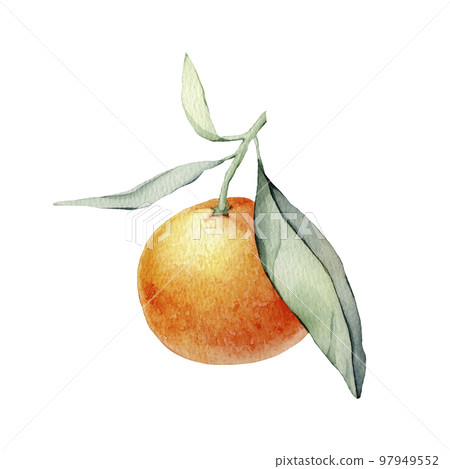 Mandarin branches with green leaves. Isolated. Watercolor illustration, collection of citrus fruits, orange, botanical painting 97949552