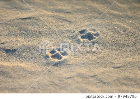 Image of footprints left on the sandy beach 97949796