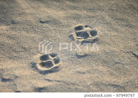 Image of footprints left on the sandy beach Image of footprints left on the sandy beach 97949797