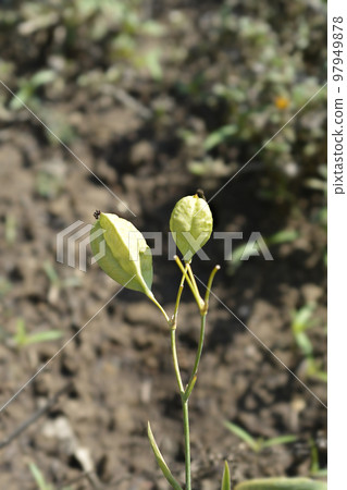 Blackberry lily Blackberry lily 97949878