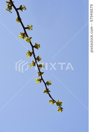 Ginkgo leaves Ginkgo leaves 97949879