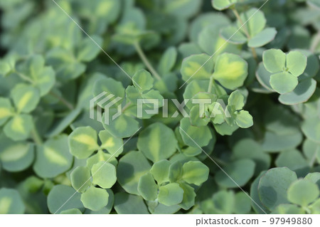 Variegated October stonecrop Variegated October stonecrop 97949880