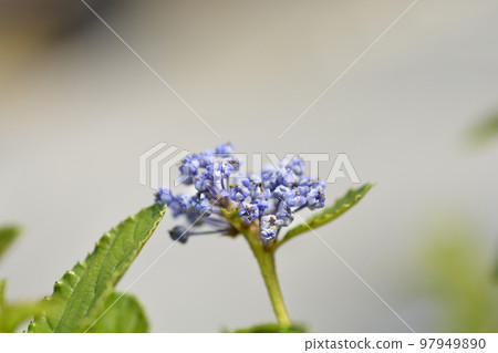 Creeping Blue Blossom Creeping Blue Blossom 97949890