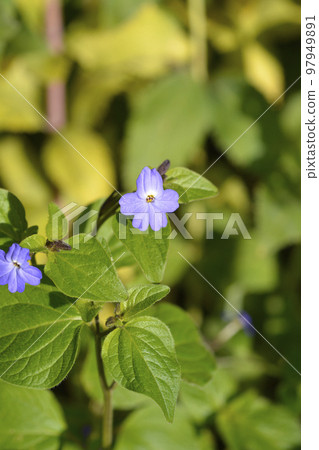Bush violet Bush violet 97949891