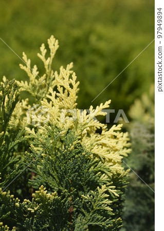 Lawsons Cypress Pygmaea Argentea Lawsons Cypress Pygmaea Argentea 97949894