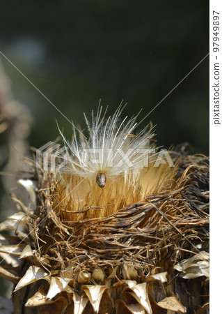 Artichoke thistle Artichoke thistle 97949897