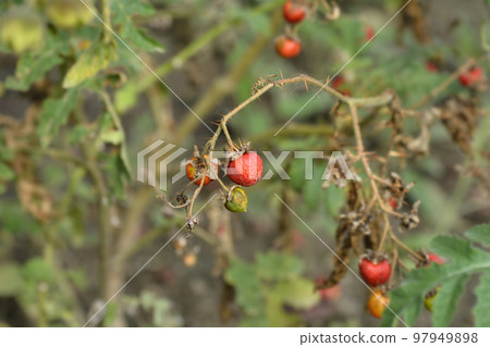 Sticky nightshade 97949898