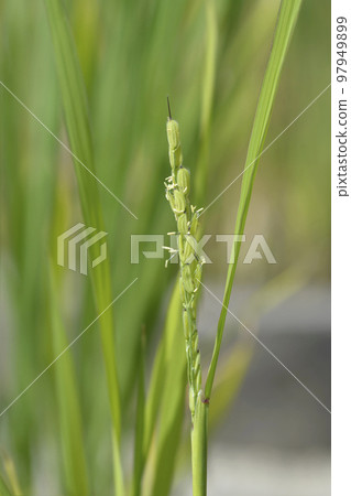 Common rice Common rice 97949899