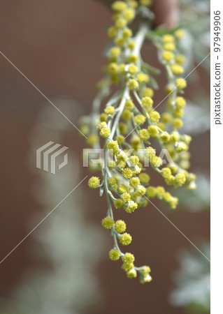 Common wormwood 97949906