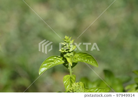 Common basil 97949914