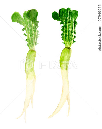 手繪水彩藍色蘿蔔插畫 97949933