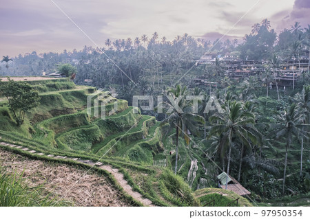 Tegallalang rice terraces in Ubud on the island of Bali in Indonesia. Picturesque cascading rice fields with palm trees in the background. Nature, sights of Bali 97950354
