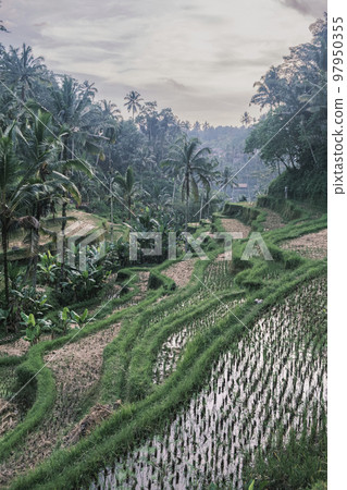 Vertical shot of the tegallalang rice terraces in Ubud on the island of Bali in Indonesia. Picturesque cascading rice fields with palm trees in the background. Nature, sights of Bali Vertical shot of the tegallalang rice terraces in Ubud on the island of Bali in Indonesia. Picturesque cascading rice fields with palm trees in the background. Nature, sights of Bali 97950355
