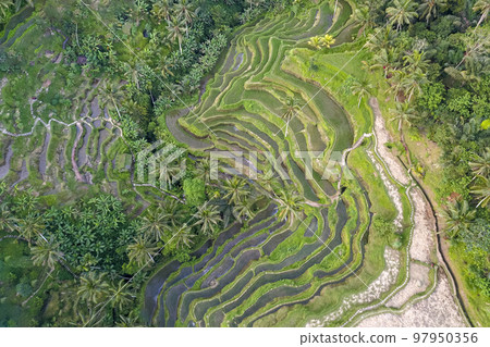 Tegallalang Rice Terraces, Ubud, Bali, Indonesia. Top view drone shot of cascading rice fields. Scenic view of the nature of Indonesia. Beauty of nature. Attractions Bali. Tegallalang Rice Terraces, Ubud, Bali, Indonesia. Top view drone shot of cascading rice fields. Scenic view of the nature of Indonesia. Beauty of nature. Attractions Bali. 97950356