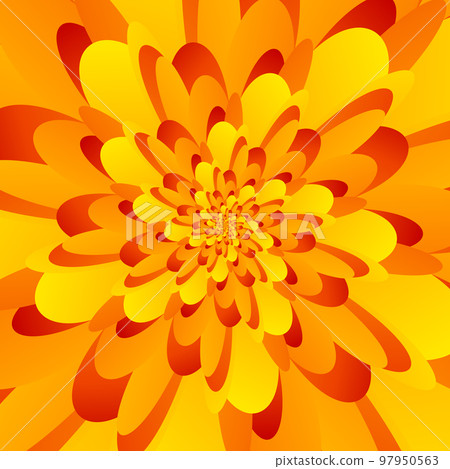 Beautiful abstract square pattern, illustration of an unusual flower with numerous gradient sharp orange-yellow petals that are layered on top of each other. Spiral effect. Beautiful abstract square pattern, illustration of an unusual flower with numerous gradient sharp orange-yellow petals that are layered on top of each other. Spiral effect. 97950563