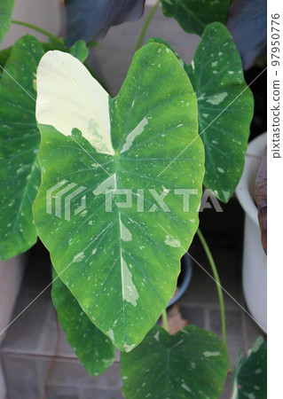 Colocasia White Lava or Colocasia variegated or colocasia plant Colocasia White Lava or Colocasia variegated or colocasia plant 97950776