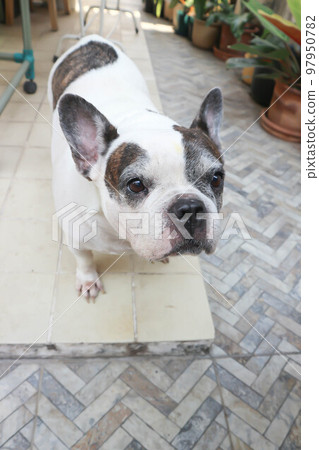 dog or French bulldog or old dog 97950782