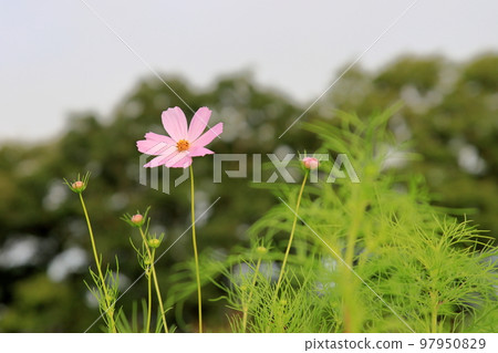 早開花的宇宙 97950829