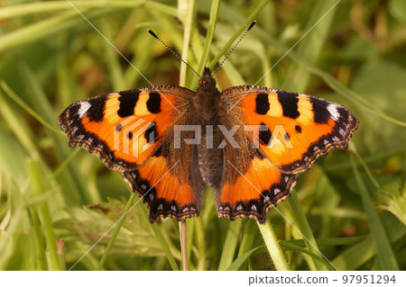 Natural closeup on a Small tortoiseshell butterfly, Aglais urticae sitting with spread wings 97951294