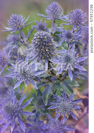 Natural closeup on the colorful blue Mediterranean Sea Holly, Eryngium bourgatii 97951296