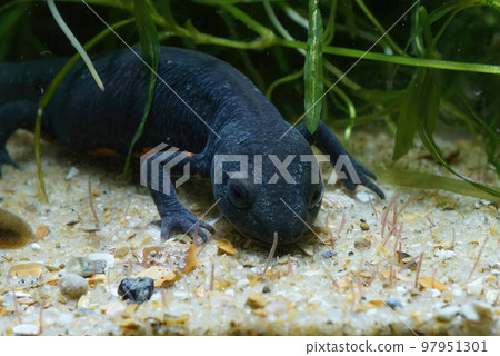 Closeup on an aquatic adult female Chinese fire-bellied newt, Cynops orientalis , underwater feeding on tubifex Closeup on an aquatic adult female Chinese fire-bellied newt, Cynops orientalis , underwater feeding on tubifex 97951301