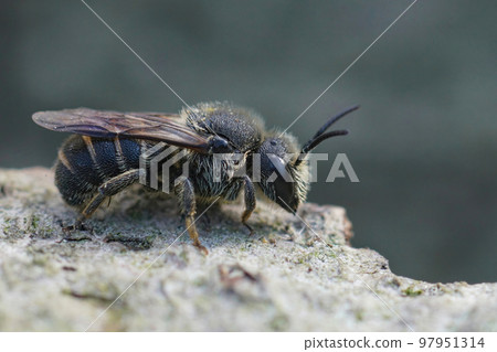 Detailed closeup on a female cleptoparasite Little dark bee, Stelis breviuscula, sitting on wood Detailed closeup on a female cleptoparasite Little dark bee, Stelis breviuscula, sitting on wood 97951314