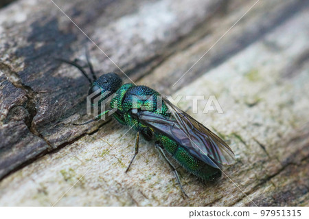Detailed closeup on a beautiful mettalic green cuckoo jewel wasp, Trichrysis cyanea sitting on, wood 97951315