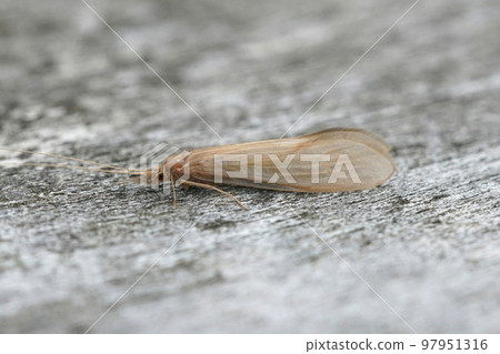 Detailed closeup on a pale colored long-horned caddisfly, Oecetis ochracea, sitting on wood Detailed closeup on a pale colored long-horned caddisfly, Oecetis ochracea, sitting on wood 97951316