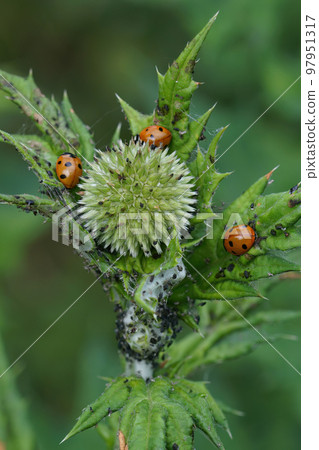 Three Seven spotted ladybirds , Coccinella septempunctata busy hunting for Aphids on a thistle in the garden Three Seven spotted ladybirds , Coccinella septempunctata busy hunting for Aphids on a thistle in the garden 97951317