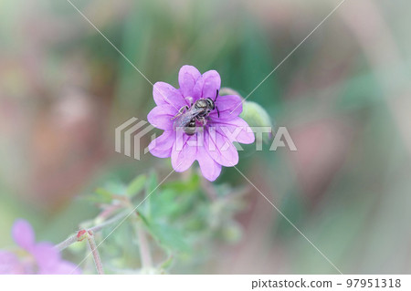 Closeup on a small iridescent green female furrow solitary bee, Lasioglossum species, on a purple Geranium pyrenaicum flower in the garden Closeup on a small iridescent green female furrow solitary bee, Lasioglossum species, on a purple Geranium pyrenaicum flower in the garden 97951318