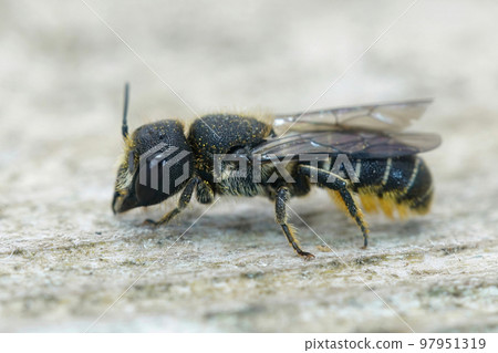 Detailed closeup on a cute female Large-headed, Armoured-Resin Bee , Heriades truncorum sitting on wood Detailed closeup on a cute female Large-headed, Armoured-Resin Bee , Heriades truncorum sitting on wood 97951319