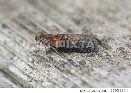 Natural closeup on a small Willow Knot-horn moth, Sciota adelphella sitting on wood 97951324
