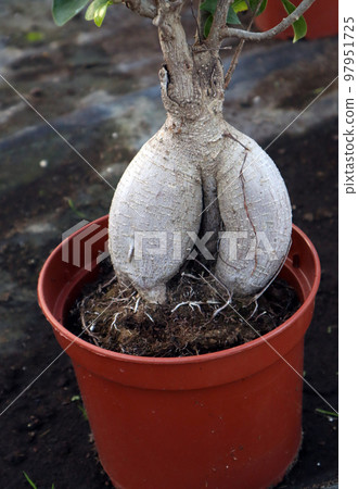 Root of an unusual shape, like the roots of mandrake. Ficus bonsai with strange magic root close up, botanical miracle Root of an unusual shape, like the roots of mandrake. Ficus bonsai with strange magic root close up, botanical miracle 97951725