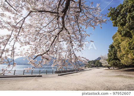 奧之島、兔子島、廣島觀光地、瀨戶內海國立公園 奧之島、兔子島、廣島觀光地、瀨戶內海國立公園 97952607