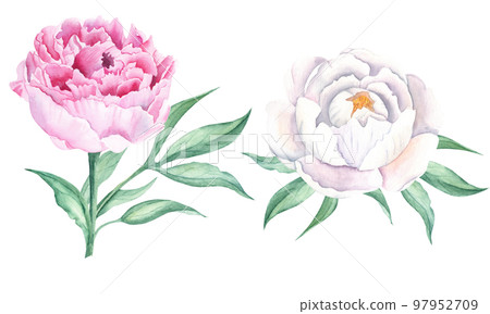 White and pink watercolor peony flowers set. Hand drawn botanical illustration isolated on white background. Can be used for greeting cards, bouquets, wedding invitations, textile prints. White and pink watercolor peony flowers set. Hand drawn botanical illustration isolated on white background. Can be used for greeting cards, bouquets, wedding invitations, textile prints. 97952709