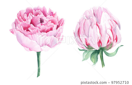 Pink peony flowers set. Hand drawn watercolor botanical illustration isolated on white background. Can be used for greeting cards, bouquets, wedding invitations design, textile prints. Pink peony flowers set. Hand drawn watercolor botanical illustration isolated on white background. Can be used for greeting cards, bouquets, wedding invitations design, textile prints. 97952710