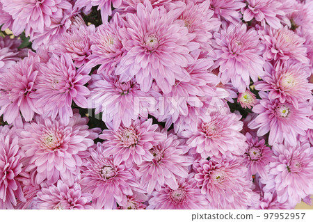 Blooming pink Mums 97952957