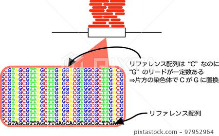 SNP analysis of RNA-seq 97952964