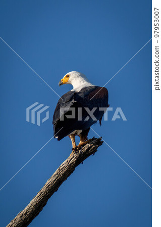 African fish eagle on branch looking back 97953007