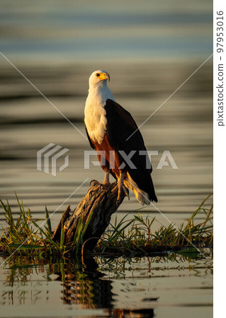 African fish eagle on stump in river 97953016