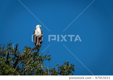 African fish eagle turns head on bush 97953031