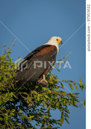 African fish eagle watches camera from tree 97953032