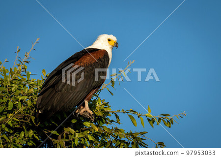 African fish eagle watching camera from tree 97953033